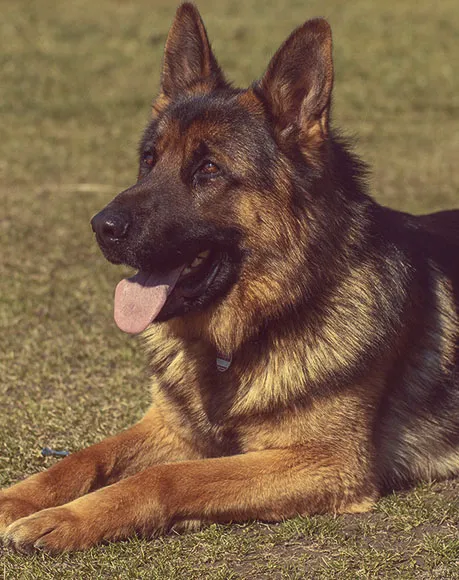 In-Home Pet Euthanasia Services in Rancho Cucamonga, California
