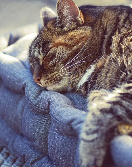 In-Home Pet Euthanasia Services in San Bernardino, California