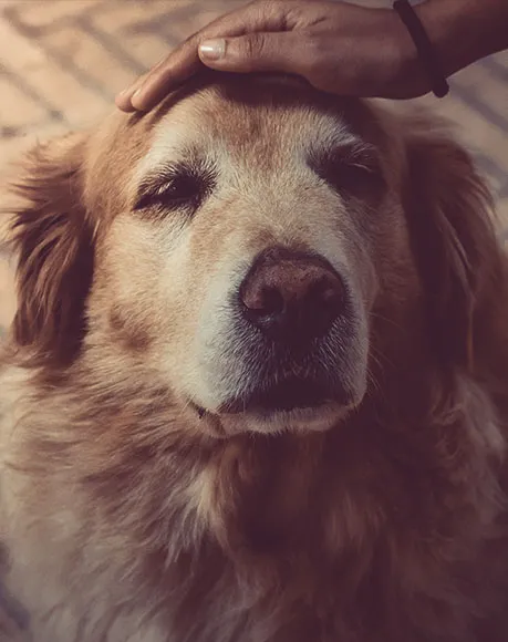 In-Home Pet Euthanasia Services in Upland, California