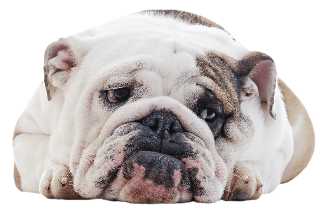 Bulldog resting peacefully