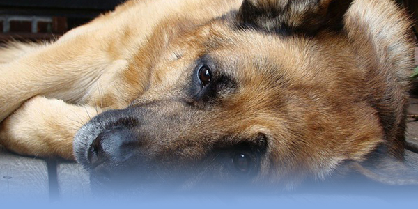 Preparing for at-home euthanasia