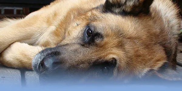 The Cost of Compassion: Understanding Banfield Euthanasia Package Price