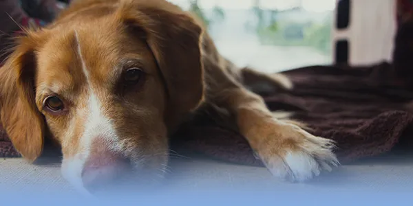 Cost | Pet Home Euthanasia Service