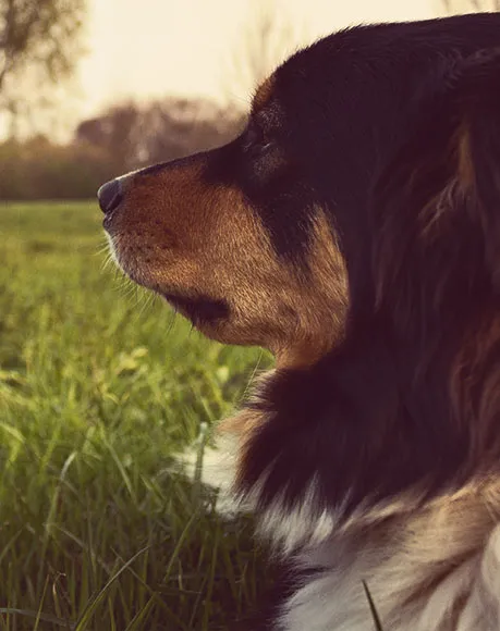 Compassionate pet care in Lake Elsinore
