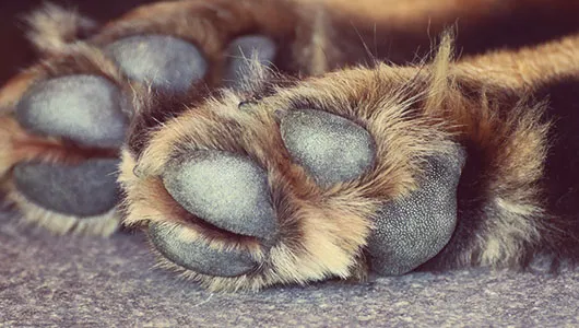 Professional veterinary care
