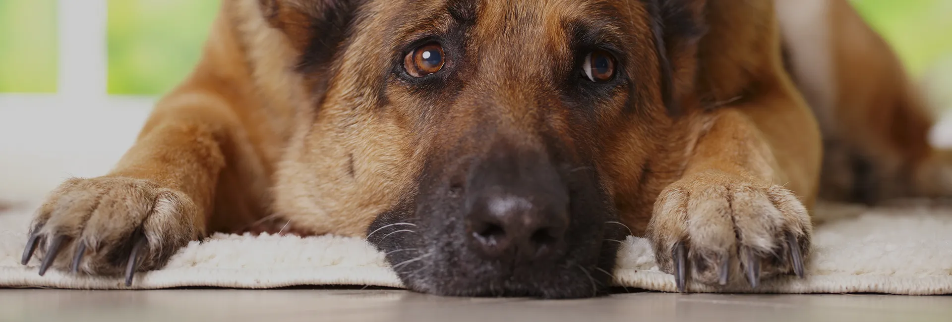 The Cost of Pet Euthanasia image