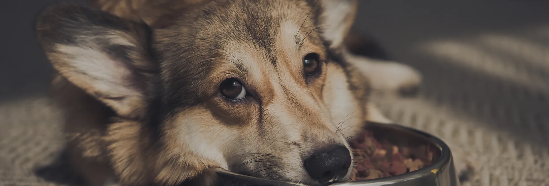 Compassionate In-Home Pet Euthanasia Services