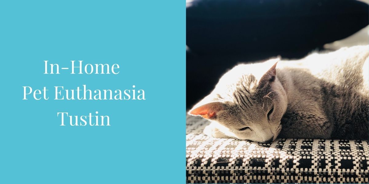 In-Home-Pet-Euthanasia-Tustin