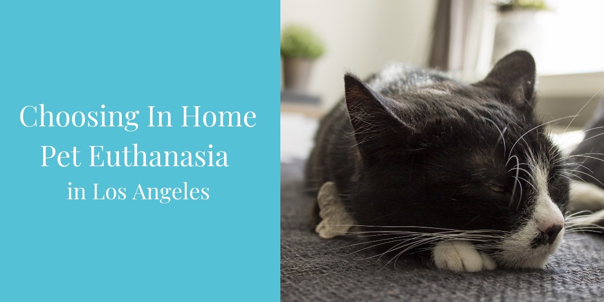 Choosing-In-Home-Pet-Euthanasia-in-Los-Angeles