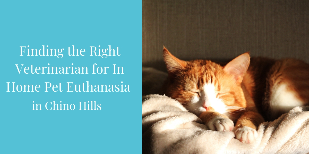 Finding the Right Veterinarian for In Home Pet Euthanasia In Chino Hills -  Blog