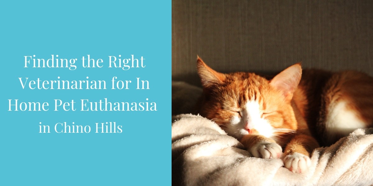 Finding-the-Right-Veterinarian-for-In-Home-Pet-Euthanasia-In-Chino-Hills