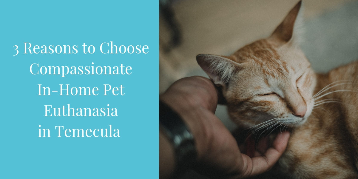 3 Reasons to Choose Compassionate InHome Pet Euthanasia in Temecula Blog